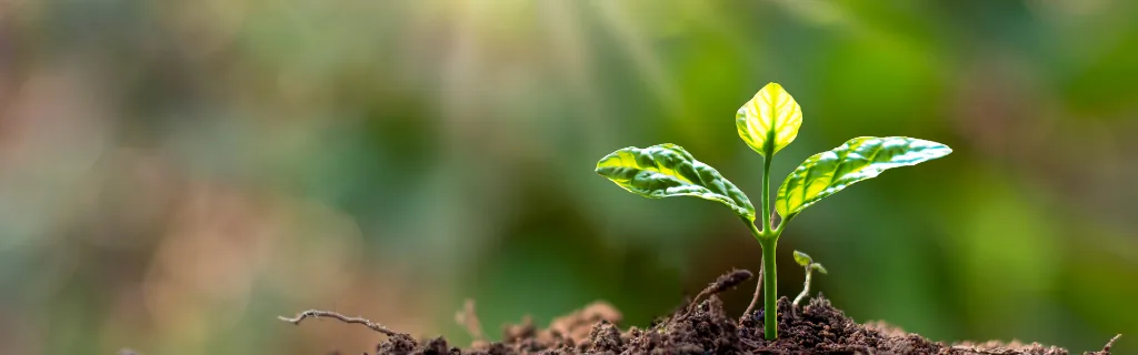 Beginning / Seed